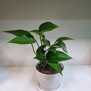 گیاه آپارتمانی پتوس سبز محصول شماره P1001
