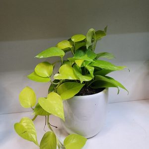 گیاه آپارتمانی پتوس نئون محصول شماره P1002